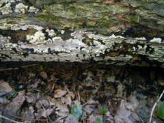 Inonotus glomeratus