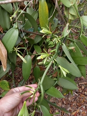 Vanilla planifolia