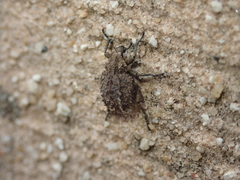 Brachycerus muricatus