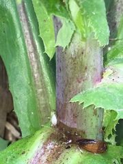 Lactuca canadensis
