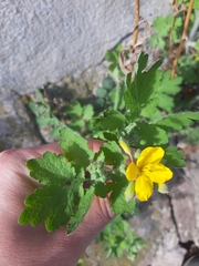 Chelidonium majus