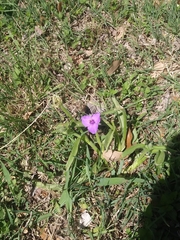 Tradescantia