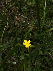 Ranunculus orthorhynchus