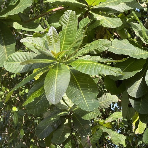 Masivo árbol de Espavel con raíces tabulares