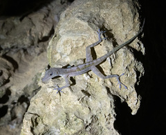 Anolis bartschi