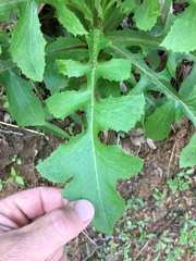 Lactuca canadensis