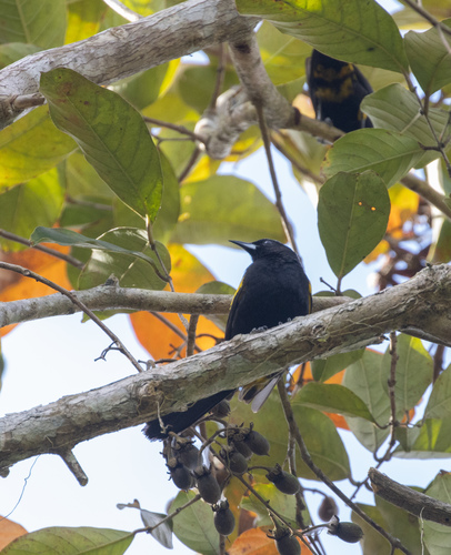 Cuban Oriole (Icterus melanopsis), photo 9