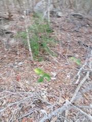 Passiflora viridiflora