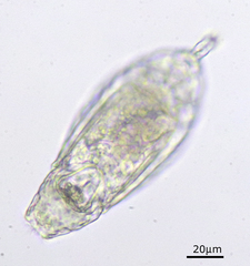 Lecane inermis