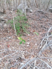 Passiflora viridiflora