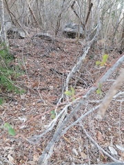 Passiflora viridiflora