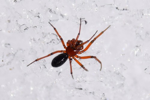 Boreal Paintbrush Money Spider