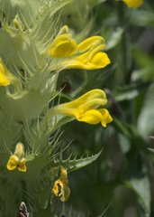 Melampyrum carstiense