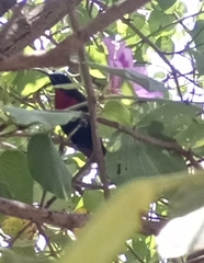 Chalcomitra senegalensis