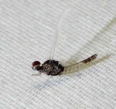 Baetis intercalaris