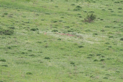 Marmota bobak