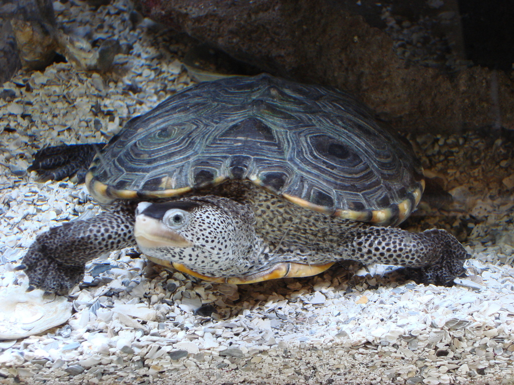 Diamondback Terrapin (GTM Research Reserve Reptile Guide) · iNaturalist