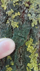 Buellia griseovirens