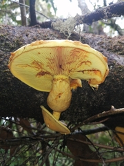Gymnopilus chilensis