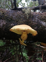 Gymnopilus chilensis
