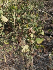 Salpianthus arenarius