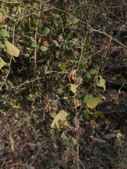 Salpianthus arenarius