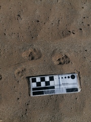 Sylvilagus cunicularius