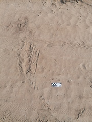 Sylvilagus cunicularius