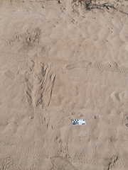 Sylvilagus cunicularius