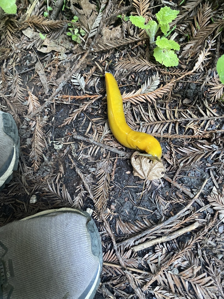 California Banana Slug From Purisima Creek Redwoods Preserve Half Moon