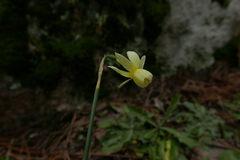 Narcissus triandrus pallidulus