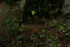 Narcissus triandrus pallidulus