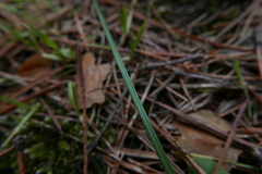 Narcissus triandrus pallidulus