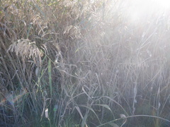 Arundinoideae