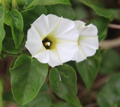 Brian Oakes Haiti Hunter, CC BY, iNaturalist via GBIF Ipomoea corymbosa, photograph Brian Oakes Haiti Hunter, CC BY, iNaturalist via GBIF