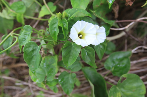 Ipomoea corymbosa, photograph 3