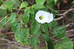 Brian Oakes Haiti Hunter, CC BY, iNaturalist via GBIF Ipomoea corymbosa, photograph Brian Oakes Haiti Hunter, CC BY, iNaturalist via GBIF