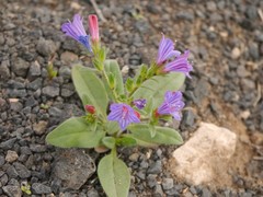 Echium bonnetii