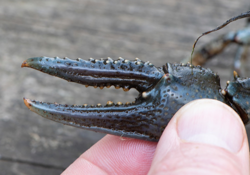 Virile Crayfish, photo 6 of 8
