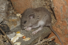 Peromyscus leucopus texanus