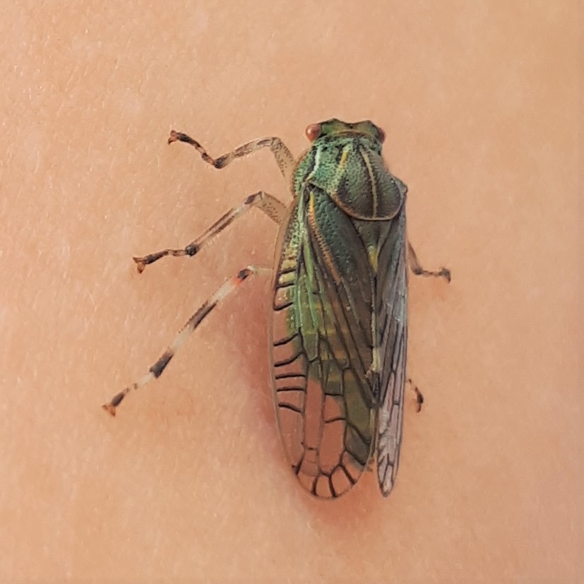 Aetalion quadratum