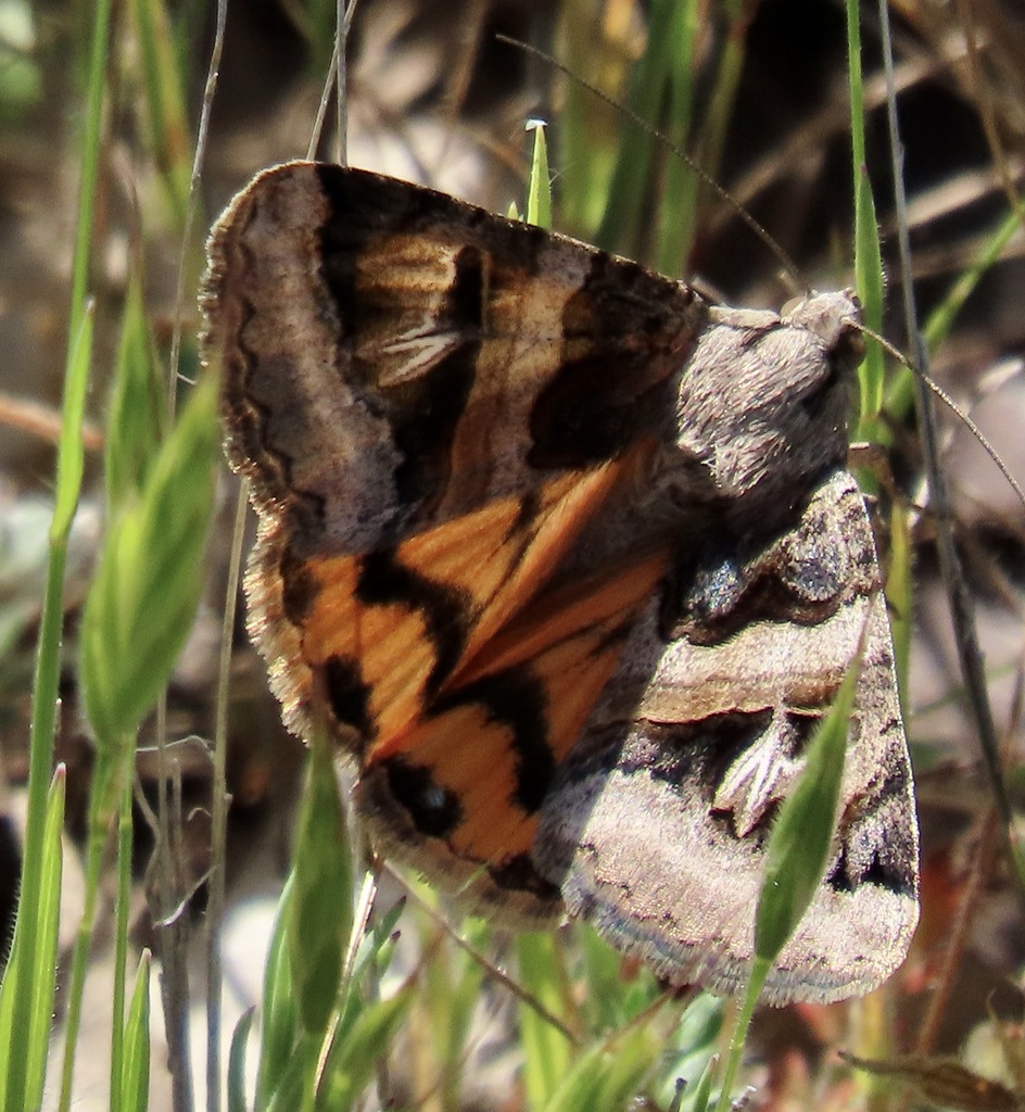 Drasteria divergens