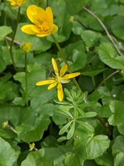 Ficaria verna verna
