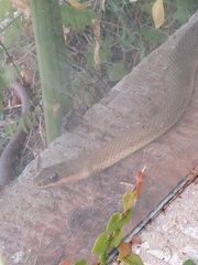 Philodryas nattereri