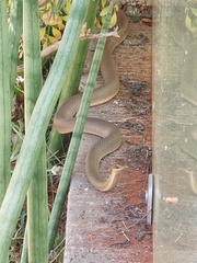 Philodryas nattereri