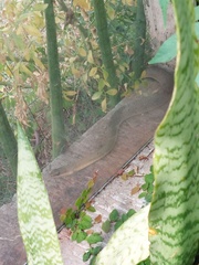 Philodryas nattereri