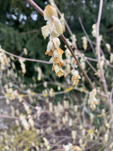 Corylopsis spicata observed 2022-04-06
