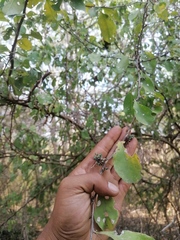 Achatocarpus oaxacanus