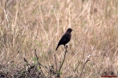 Myrmecocichla aethiops