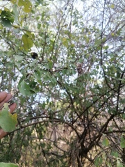 Achatocarpus oaxacanus